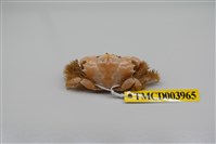 藏品(楊氏近扇蟹)的圖片